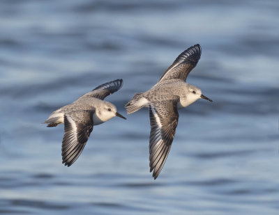 Sanderling