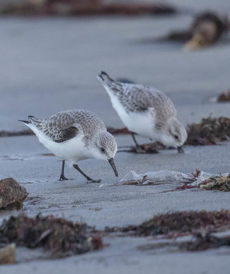 Sanderling and plastic