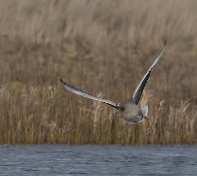 Greylag Goose
