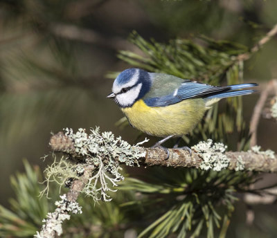 Blue Tit