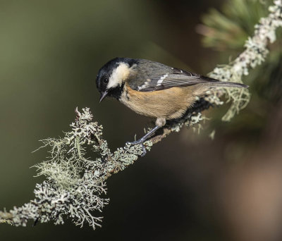 Coal Tit