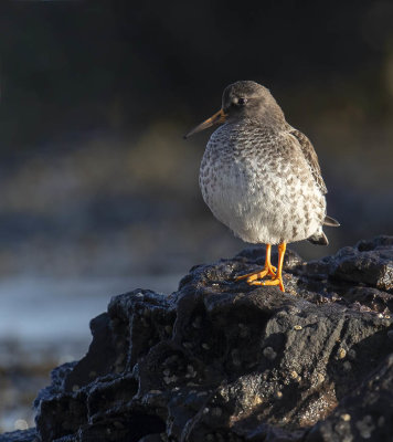Purple Sandpiper