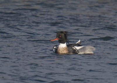 Red-breasted Merganser