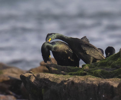 Shag