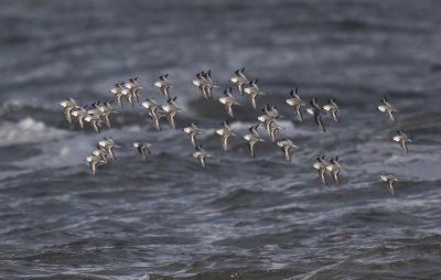 Sanderling