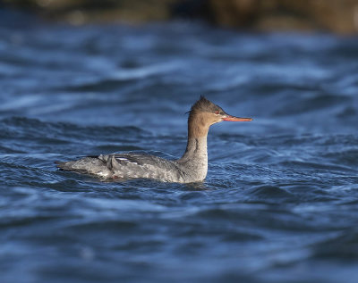 Red-breasted Merganser