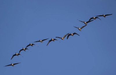 Pink-footed Geese