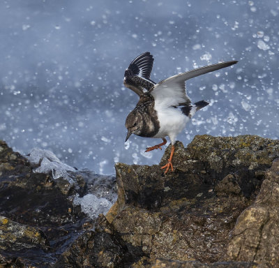 Turnstone