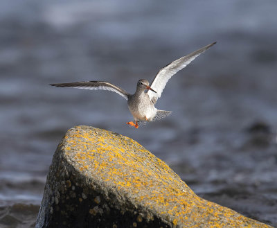 Redshank