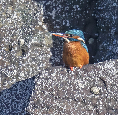 Kingfisher