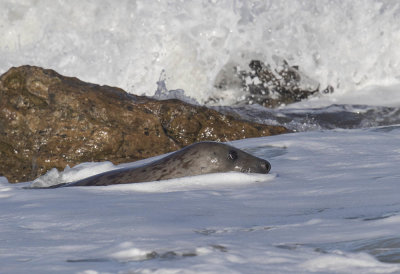 Grey seal