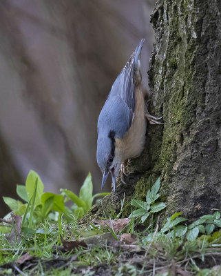 Nuthatch