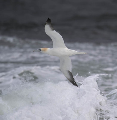Gannet