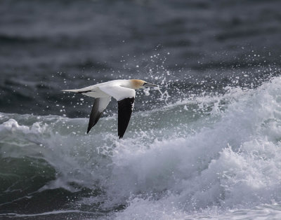 Gannet