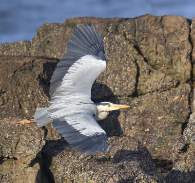 Grey Heron