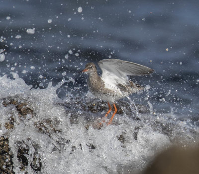 Redshank