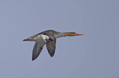 Red-breasted Merganser (female)