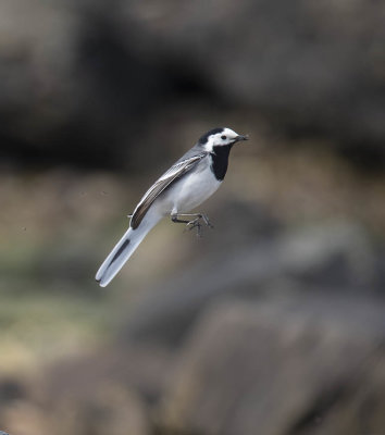 White Wagtail