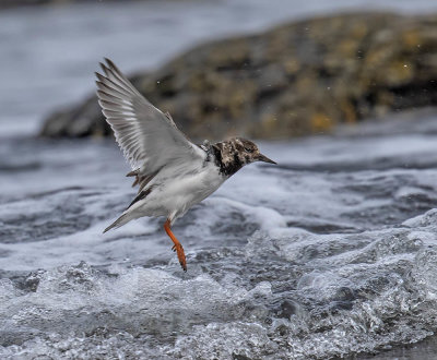 Turnstone