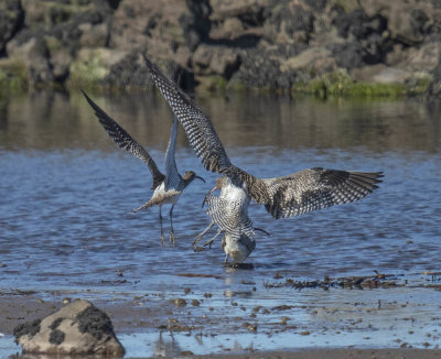 Curlew and Whimbrel