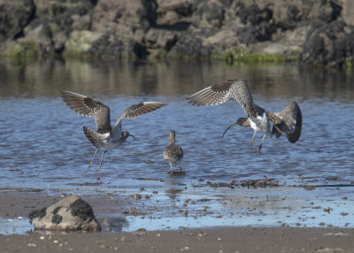 Curlew and Whimbrel