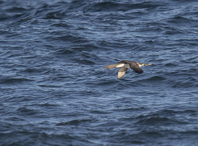 Red-throated Diver
