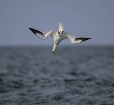 Gannet