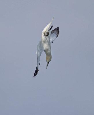 Gannet
