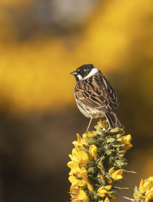 Reed Bunting