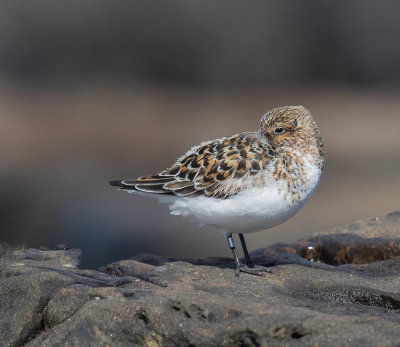 Sanderling