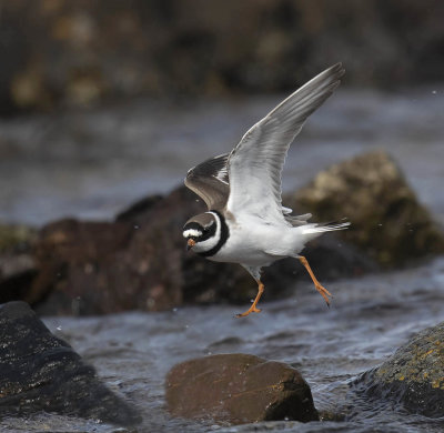 Ringed Plover