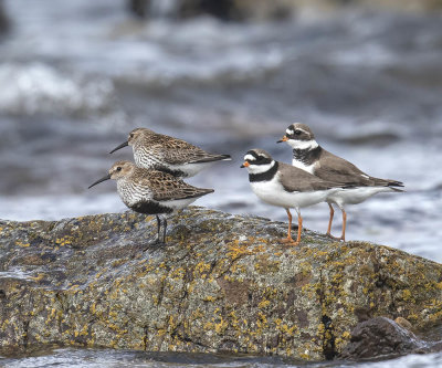Dunlin and Ringed Plover