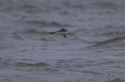 Red-throated Diver