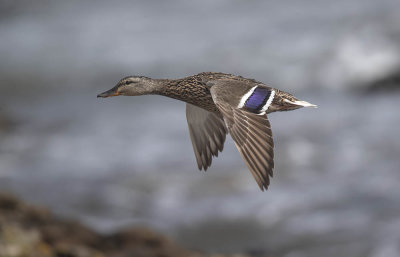 Mallard