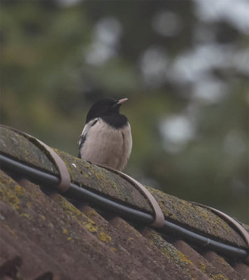 Rosy Starling