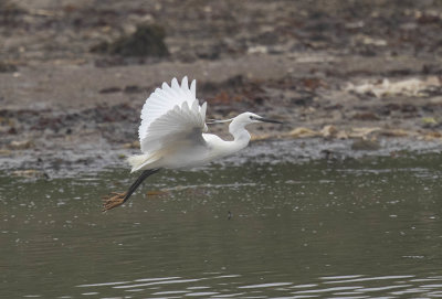Little Egret