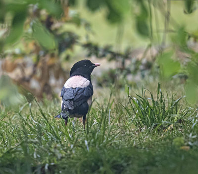 Rosy Starling