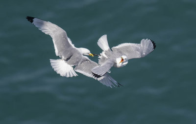 Kittiwakes