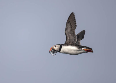 Puffin