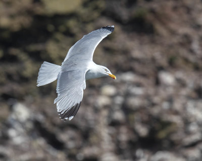 Herring Gull