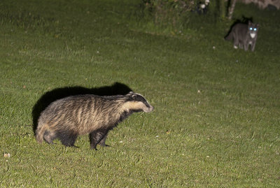 Badger and cat