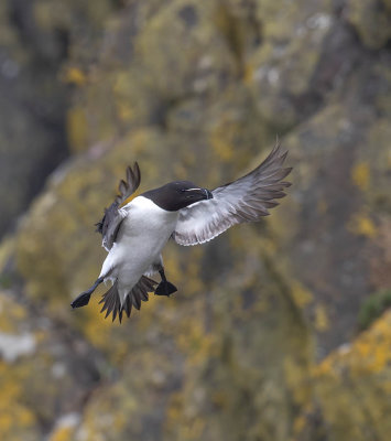 Razorbill