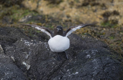 Razorbill