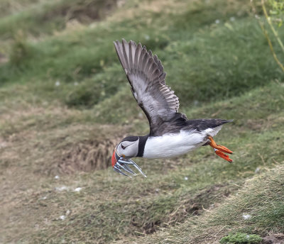 Puffin