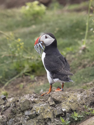 Puffin