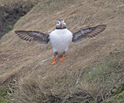 Puffin