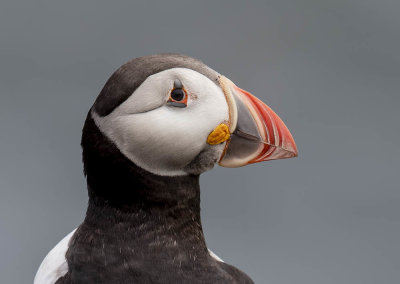 Puffin