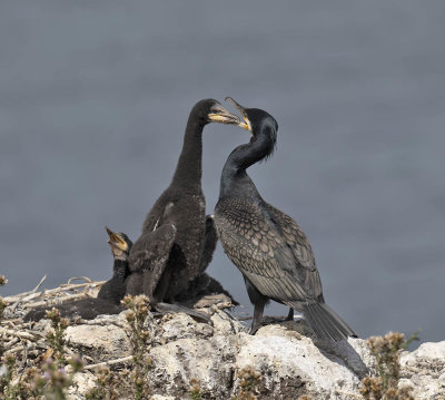 Cormorant and fledgling