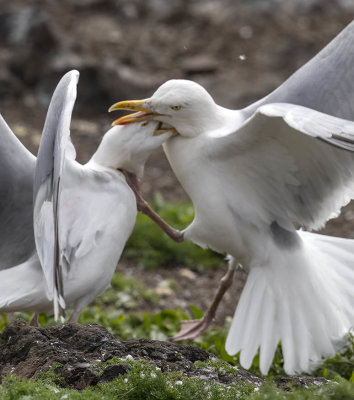 Herring Gulls