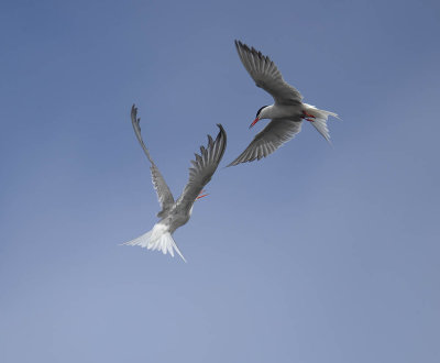 Common Terns